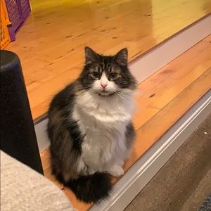 Meet your Posher, Caitlyn